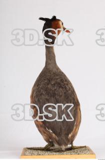 Bird whole body reference 0001